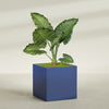 Montroy Extra Large Cube Square Fiberglass Planter - 48 in x 48 in x 48 in - Matte Cobalt Blue - Matte Cobalt Blue,48 in x 48 in x 48 in