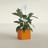 Montroy Small Cube Square Fiberglass Planter - 16 in x 16 in x 16 in - Gloss Tangerine - Gloss Tangerine,16 in x 16 in x 16 in