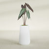 Saigon Large Tapered Round Planter - 14 in x 14 in x 30 in - Gloss White - Gloss White,13.7 in x 13.7 in 30 in