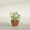 Lima Small Tapered Square Fiberglass Planter - 12 in x 12 in x 12 in - Matte Terracotta - Matte Terracotta,12 in x 12 in x 12 in