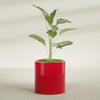 Rio Grande Medium Round Fiberglass Planter - 22 in x 22 in x 22 in - Gloss Red - Gloss Red,22 in x 22 in x 22 in