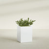 Brisbane Large Rectangle Fiberglass Planter - 24 in x 24 in x 32 in - Matte White - Matte White,24 in x 24 in x 32 in