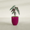 Valencia Small Round Fiberglass Planter - 15 in x 15 in x 18 in - Gloss Eggplant - Gloss Eggplant,15 in x 15 in x 18 in