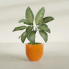 Alzira Medium Round Fiberglass Planter - 23 in x 23 in x 22 in - Gloss Tangerine - Gloss Tangerine,23 in x 23 in x 22 in