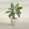 Alzira Medium Round Fiberglass Planter - 23 in x 23 in x 22 in - Satin Beige - Satin Beige,23 in x 23 in x 22 in