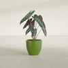 Wannsee Medium Round Fiberglass Planter - 22 in x 22 in x 19 in - Satin Green - Satin Green,22 in x 22 in x 19 in