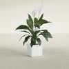 Montroy Small Cube Square Fiberglass Planter - 12 in x 12 in x 12 in - Matte White - Matte White,12 in x 12 in x 12 in