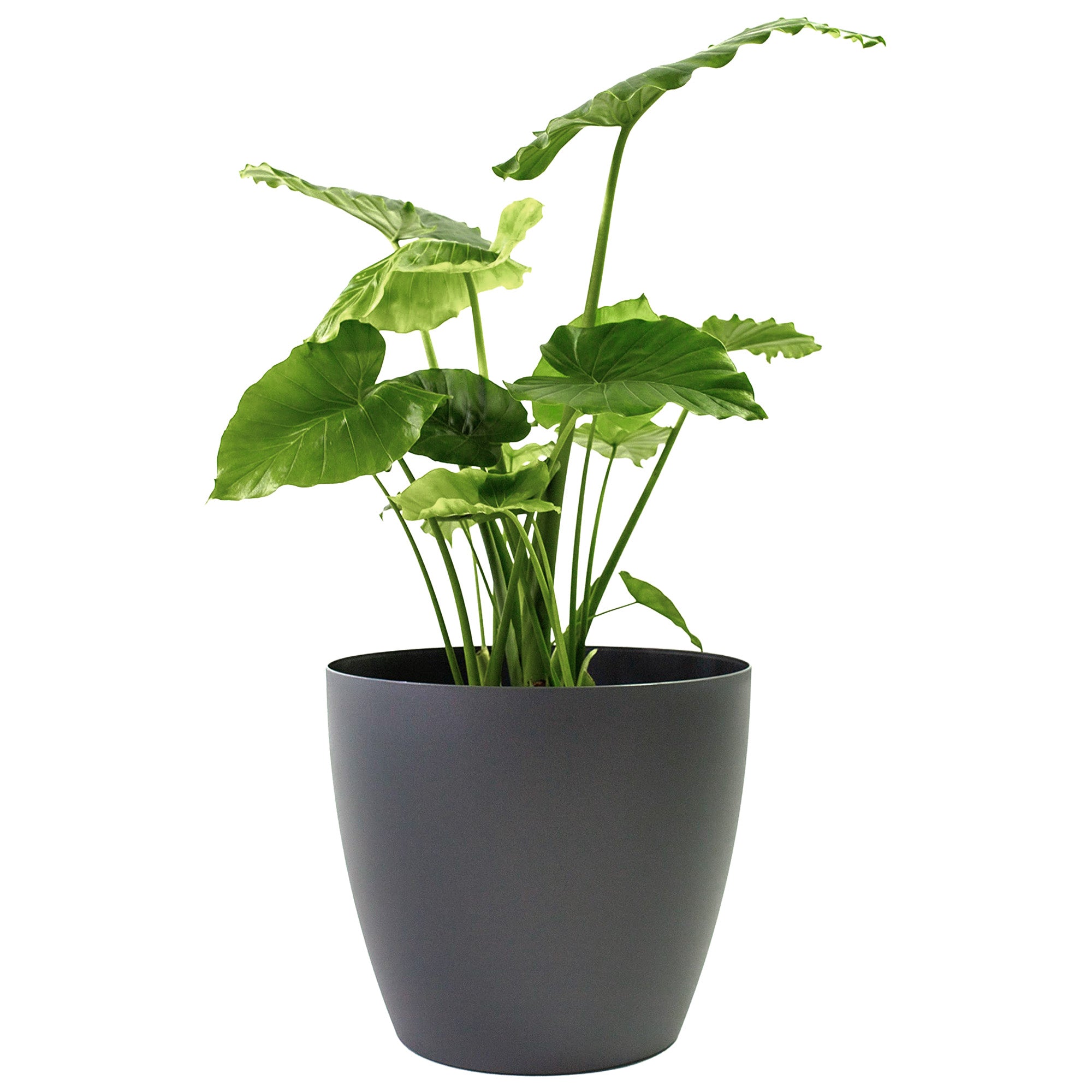 Harrison Small Round Plastic Planter - 15 in x 15 in x 13.5 in - Charcoal Metallic - Charcoal Metallic,15 in x 15 in x 13.5 in