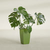 Toulan Medium Tall Tapered Square Fiberglass Planter - 12 in x 12 in x 22 in - Satin Green - Satin Green,12 in x 12 in x 22 in