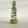 Casablanca Medium Round Low Bowl Fiberglass Planter - 20 in x 20 in x 10 in - Satin Green - Satin Green,20 in x 20 in x 10 in