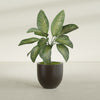 Alzira Medium Round Fiberglass Planter - 23 in x 23 in x 22 in - Matte Brown - Matte Brown,23 in x 23 in x 22 in