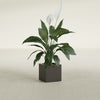 Montroy Small Cube Square Fiberglass Planter - 12 in x 12 in x 12 in - Matte Brown - Matte Brown,12 in x 12 in x 12 in