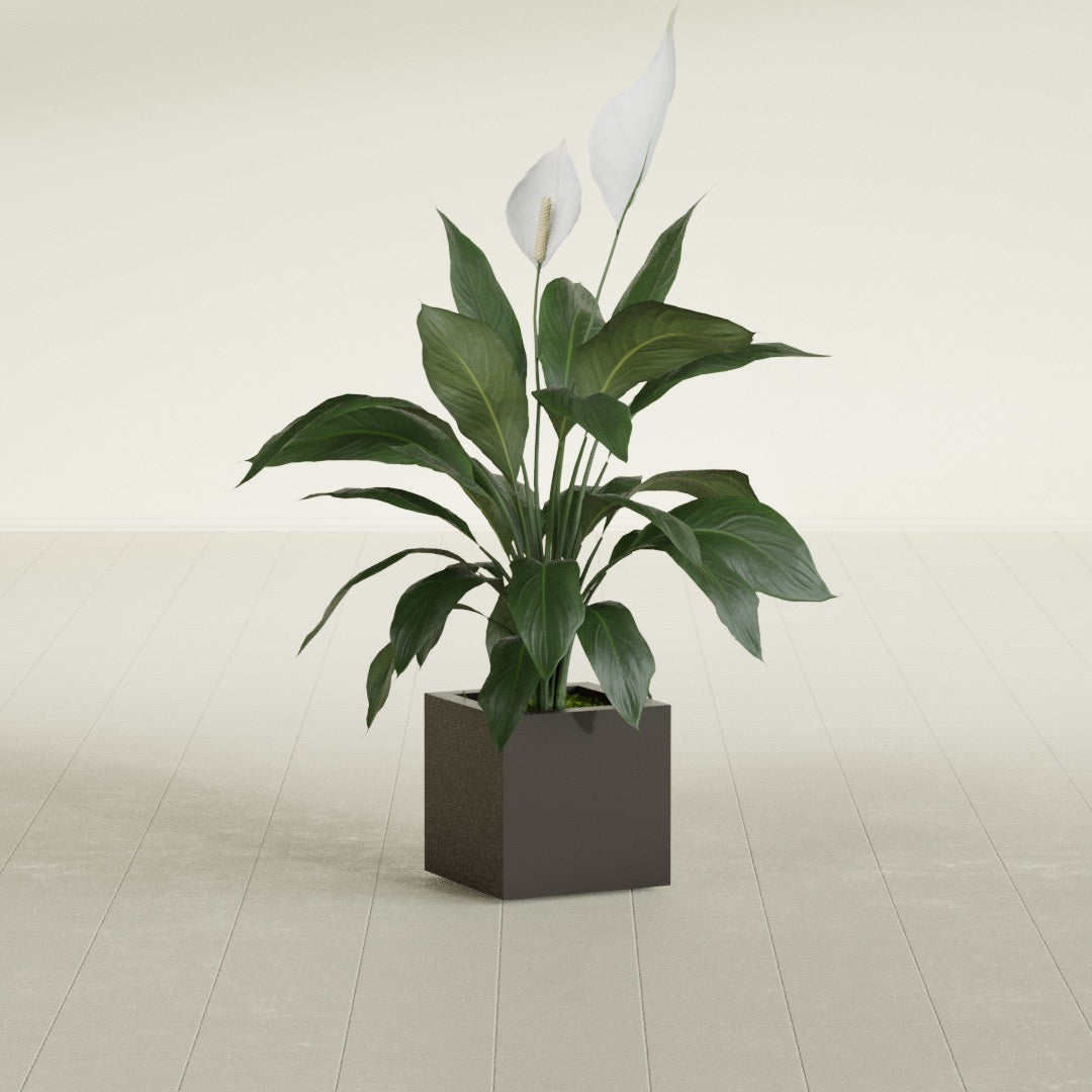 Montroy Small Cube Square Fiberglass Planter - 12 in x 12 in x 12 in - Matte Brown - Matte Brown,12 in x 12 in x 12 in