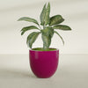 Alzira Large Round Fiberglass Planter - 30 in x 30 in x 28 in - Gloss Eggplant - Gloss Eggplant,30 in x 30 in x 28 in