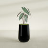 Tall Hayden Medium Round Fiberglass Planter - 12 in x 12 in x 20 in - Gloss Black - Gloss Black,12 in x 12 in x 20 in