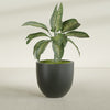 Alzira Large Round Fiberglass Planter - 30 in x 30 in x 28 in - Matte Charcoal - Matte Charcoal,30 in x 30 in x 28 in