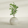 Globe Medium Sphere Fiberglass Planter - 24 in x 24 in x 19 in - Satin Beige - Satin Beige,24 in x 24 in x 20 in