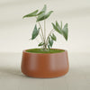 Short Hayden Medium Round Fiberglass Planter - 20 in x 20 in x 10 in - Matte Terracotta - Matte Terracotta,20 in x 20 in x 10 in