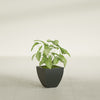 Lima Small Tapered Square Fiberglass Planter - 12 in x 12 in x 12 in - Matte Charcoal - Matte Charcoal,12 in x 12 in x 12 in