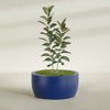 Casablanca Large Round Low Bowl Fiberglass Planter - 36 in x 36 in x 18 in - Matte Cobalt Blue - Matte Cobalt Blue,36 in x 36 in x 18 in