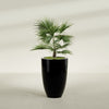 Brannan Large Round Fiberglass Planter - 24 in x 24 in x 35 in - Gloss Black - Gloss Black,24 in x 24 in x 35 in