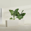Panama Large Long Rectangle Fiberglass Planter - 36 in x 12 in x 18 in - Satin Beige - Satin Beige,36 in x 12 in x 18 in