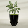 Alicante Medium Round Fiberglass Planter - 26 in x 26 in x 32 in - Gloss Black - Gloss Black,26 in x 26 in x 32 in