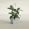 Montroy Small Cube Square Fiberglass Planter - 16 in x 16 in x 16 in - Metallic Silver - Metallic Silver,16 in x 16 in x 16 in