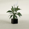 Montroy Small Cube Square Fiberglass Planter - 12 in x 12 in x 12 in - Gloss Black - Gloss Black,12 in x 12 in x 12 in
