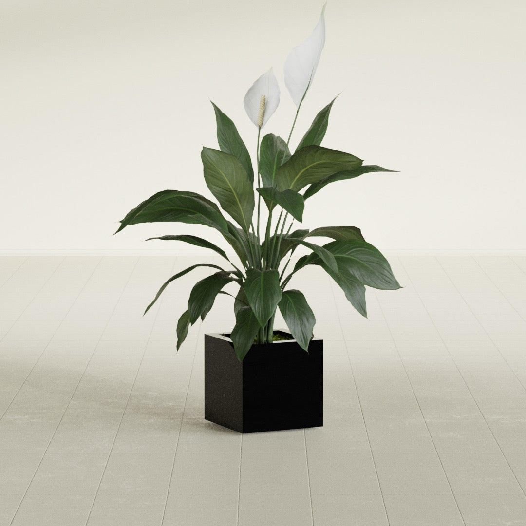 Montroy Small Cube Square Fiberglass Planter - 12 in x 12 in x 12 in - Gloss Black - Gloss Black,12 in x 12 in x 12 in