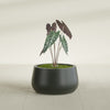 Short Hayden Small Round Fiberglass Planter - 16 in x 16 in x 8 in - Matte Charcoal - Matte Charcoal,16 in x 16 in x 8 in