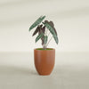 Valencia Small Round Fiberglass Planter - 15 in x 15 in x 18 in - Matte Terracotta - Matte Terracotta,15 in x 15 in x 18 in