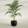 Fishbowl Small Round Fiberglass Planter - 16 in x 16 in x 14 in - Matte Black - Matte Black,16 in x 16 in x 14 in