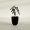 Valencia Small Round Fiberglass Planter - 15 in x 15 in x 18 in - Gloss Black - Gloss Black,15 in x 15 in x 18 in