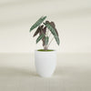 Valencia Small Round Fiberglass Planter - 15 in x 15 in x 18 in - Gloss White - Gloss White,15 in x 15 in x 18 in
