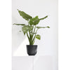 Oslo Small Round Planter - 9.8 in x 9.8 in x 8.5 in - Dark Grey - Dark Grey,9.75 in x 9.75 in x 8.5 in,Planter Only