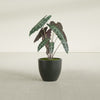 Wannsee Medium Round Fiberglass Planter - 22 in x 22 in x 19 in - Matte Charcoal - Matte Charcoal,22 in x 22 in x 19 in