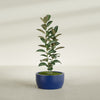 Casablanca Medium Round Low Bowl Fiberglass Planter - 24 in x 24 in x 12 in - Matte Cobalt Blue - Matte Cobalt Blue,24 in x 24 in x 12 in