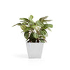 Rotterdam Medium Square Planter - 19.75 in x 19.75 in x 17.25 in - Pure White - Pure White,19.75 in x 19.75 in x 17.25 in,Planter Only