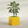 Montroy Large Cube Square Fiberglass Planter - 36 in x 36 in x 36 in - Gloss Saffron - Gloss Saffron,36 in x 36 in x 36 in