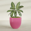 Alzira Large Round Fiberglass Planter - 36 in x 36 in x 34 in - Gloss Pink Violet - Gloss Pink Violet,36 in x 36 in x 34 in