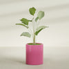 Rio Grande Medium Round Fiberglass Planter - 18 in x 18 in x 20 in - Gloss Pink Violet - Gloss Pink Violet,18 in x 18 in x 20 in