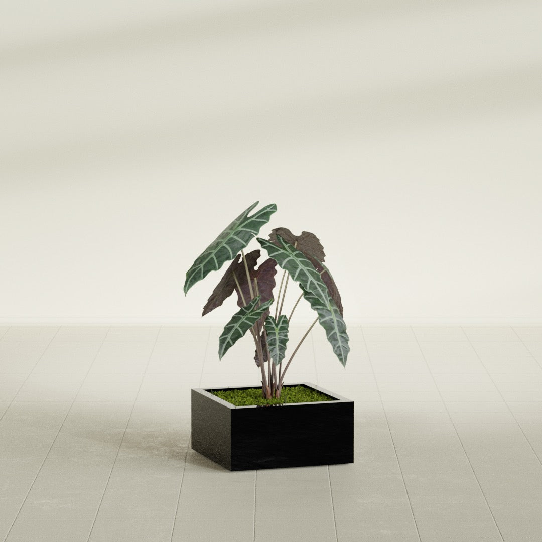 Antwerp Medium Low Rectangle Fiberglass Planter - 24 in x 24 in x 12 in - Gloss Black - Gloss Black,24 in x 24 in x 12 in