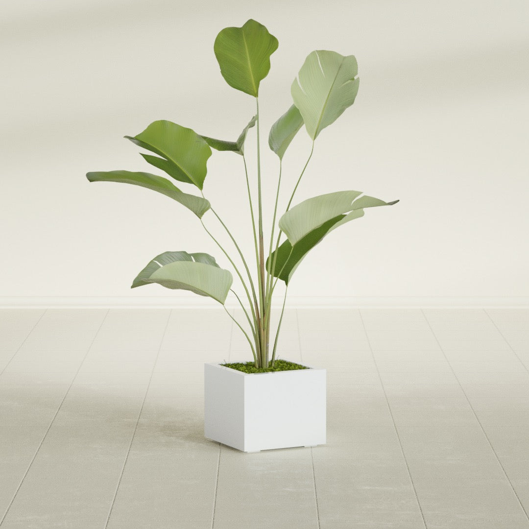 Cuba Small Fiberglass Column Planter - 14 in x 14 in x 12 in - Matte White - Matte White,14 in x 14 in x 12 in