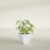 Lima Small Tapered Square Fiberglass Planter - 12 in x 12 in x 12 in - Gloss White - Gloss White,12 in x 12 in x 12 in