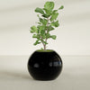 Globe Large Sphere Fiberglass Planter - 30 in x 30 in x 24 in - Gloss Black - Gloss Black,30 in x 30 in x 24 in