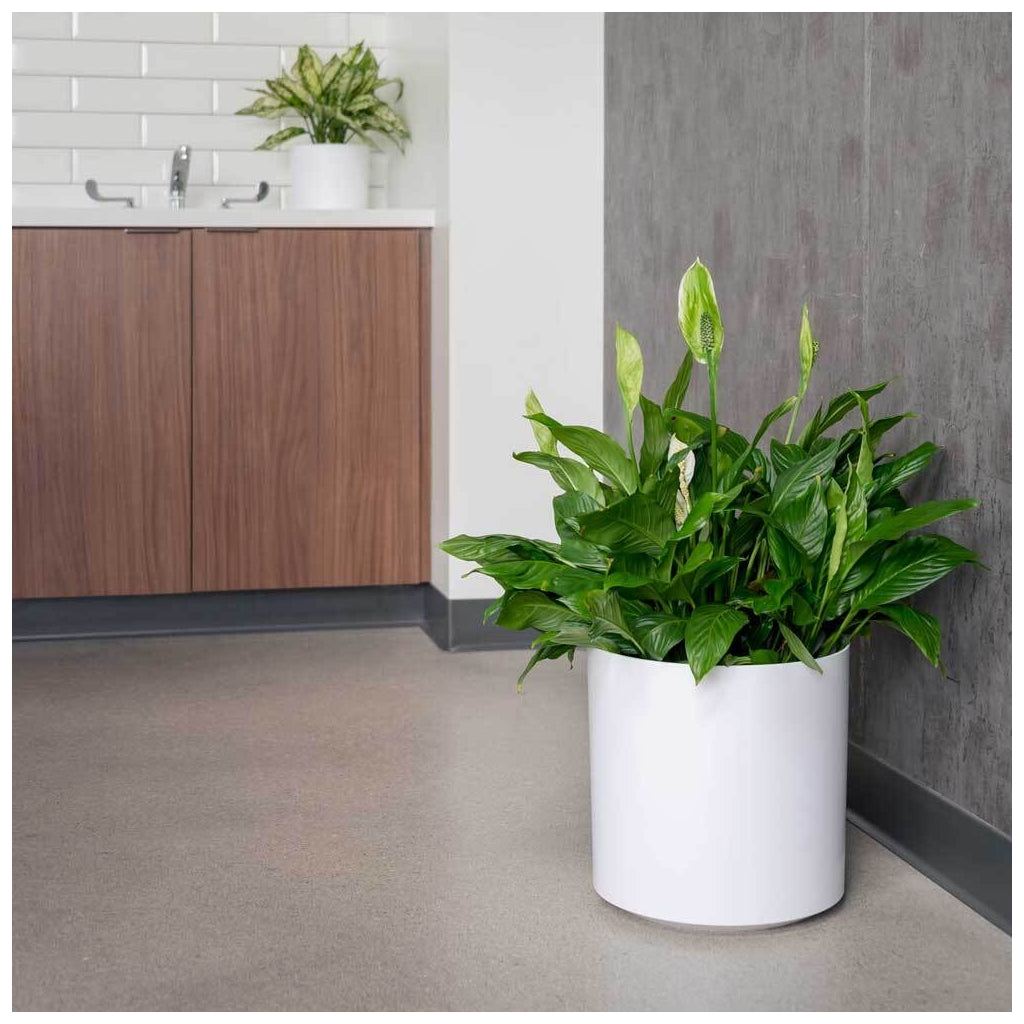 Floor Cylinder - 14.5in diam. x 14in