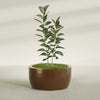 Casablanca Large Round Low Bowl Fiberglass Planter - 36 in x 36 in x 18 in - Metallic Bronze - Metallic Bronze,36 in x 36 in x 18 in