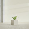 Monaco Square - 7in x 7in x 7 - Satin Beige - Satin Beige,7 in x 7 in x 7 in