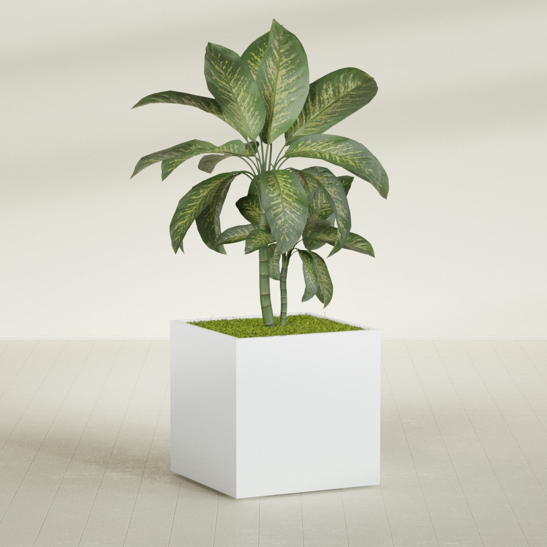 Montroy Large Cube Square Fiberglass Planter - 36 in x 36 in x 36 in - Matte White - Matte White,36 in x 36 in x 36 in